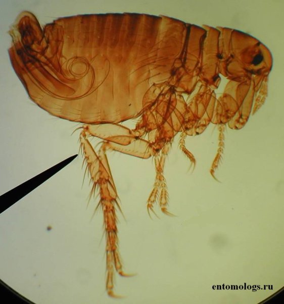 Pulex irritans