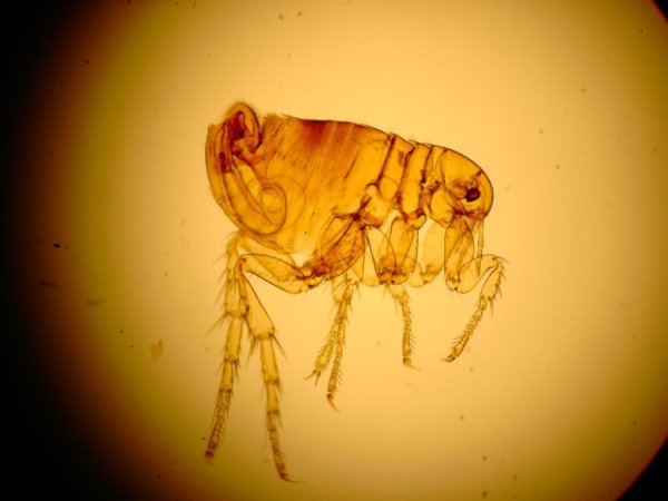 Pulex irritans самка