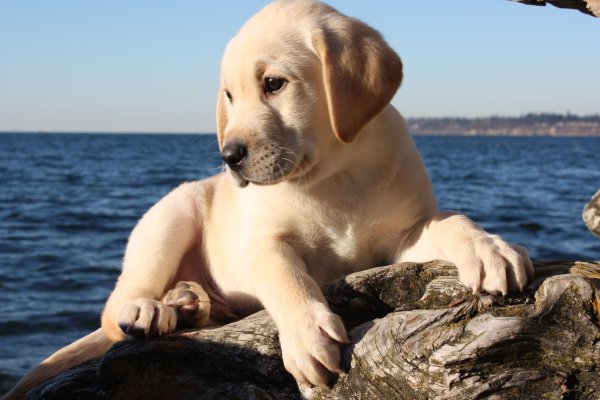 Собака лабрадор