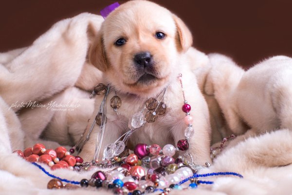 Щенок лабрадора