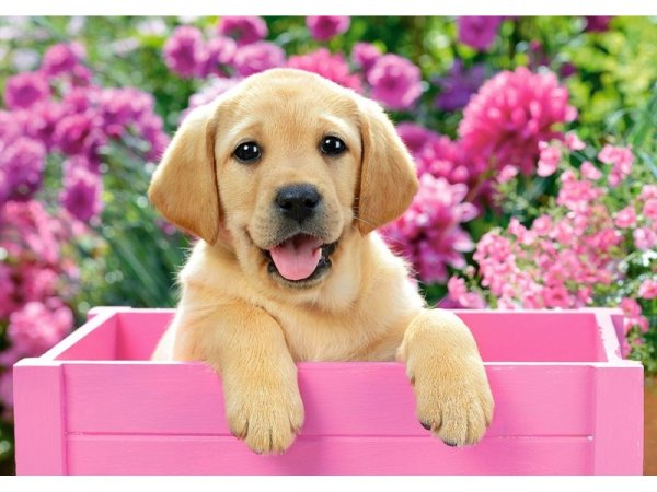 Собачка лабрадор