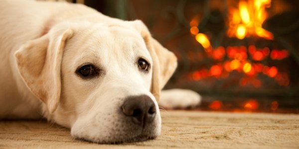 Красивый лабрадор