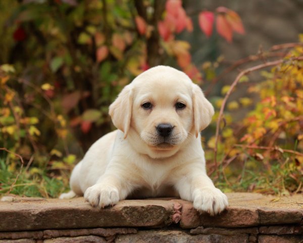 Лабрадор ретривер щенок