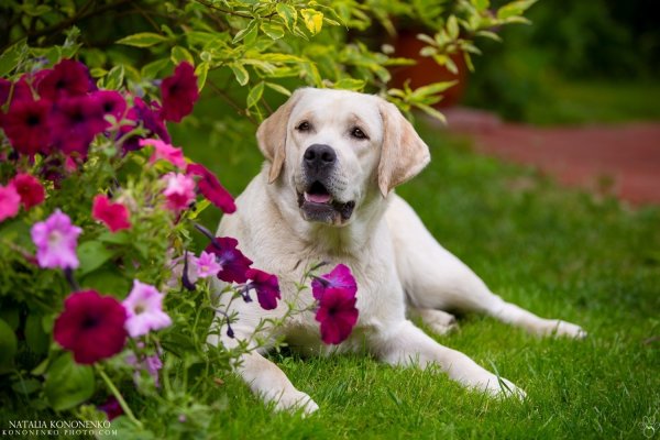 Лабрадор ретривер девочка