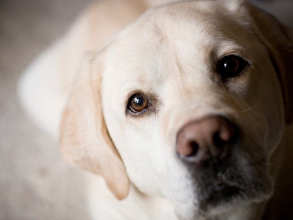 Лабрадор ретривер девочка