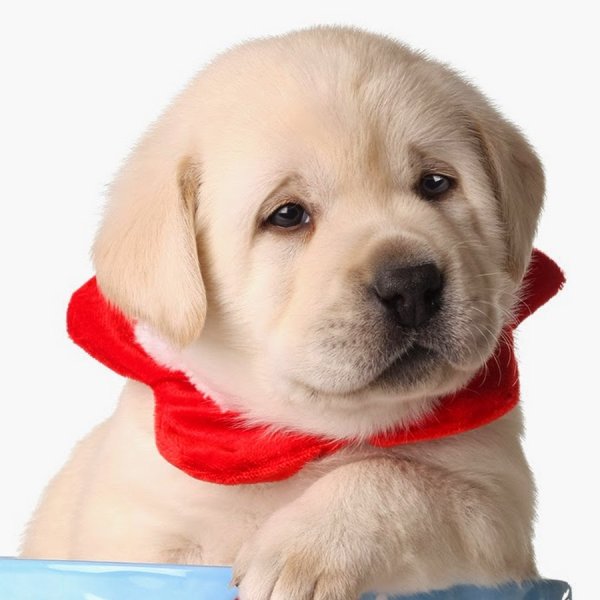 Щенок лабрадор Молли