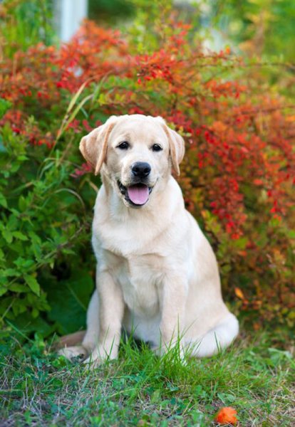 Собака лабрадор белый