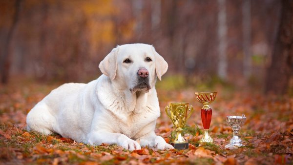 Лабрадор ретривер породы собак