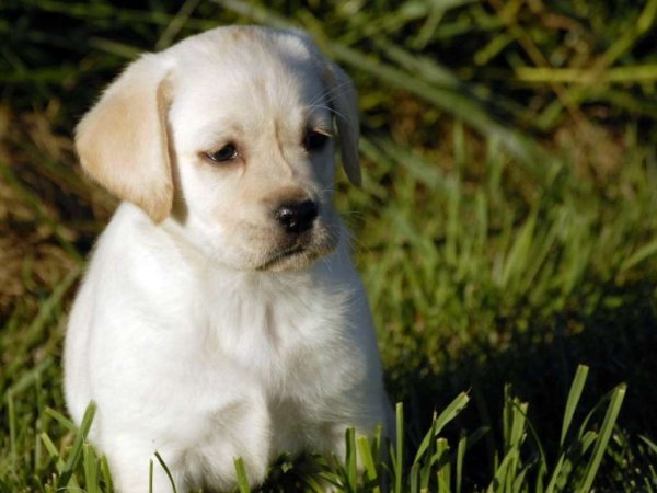 Лабрадор-ретривер фото собака