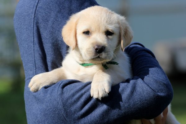 Лабрадор щенок золотистый