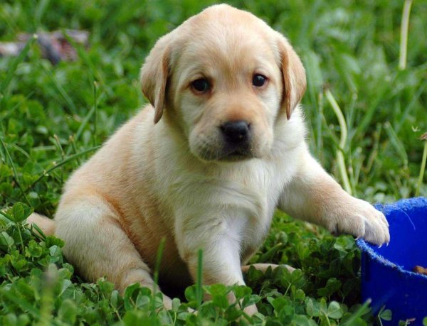 Лабрадор ретривер палевый