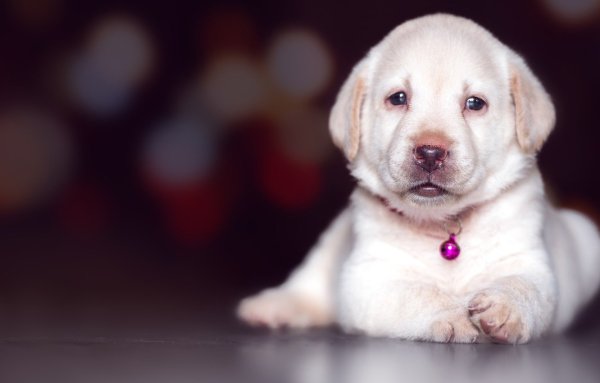 Лабрадор белый