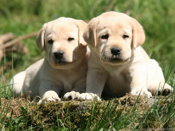 Лабрадор маленький щенок