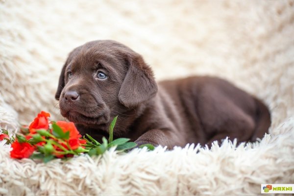Лабрадор шоколадный питомник ретривер