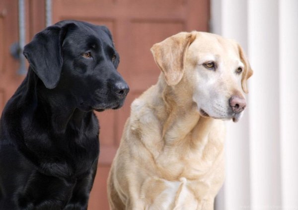 Лабрадор ретривер Королевский
