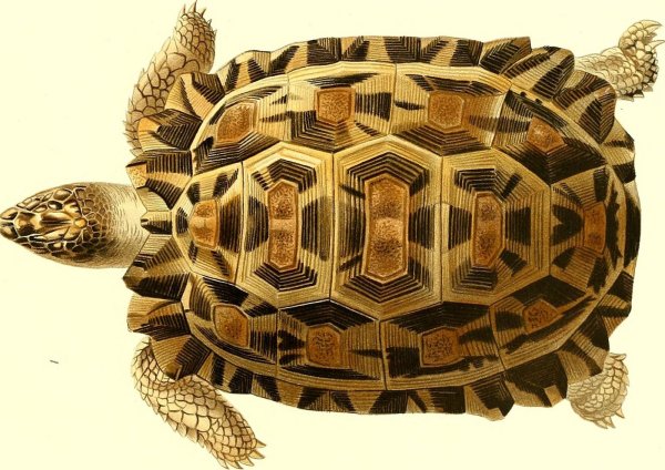 Панцирь морской черепахи