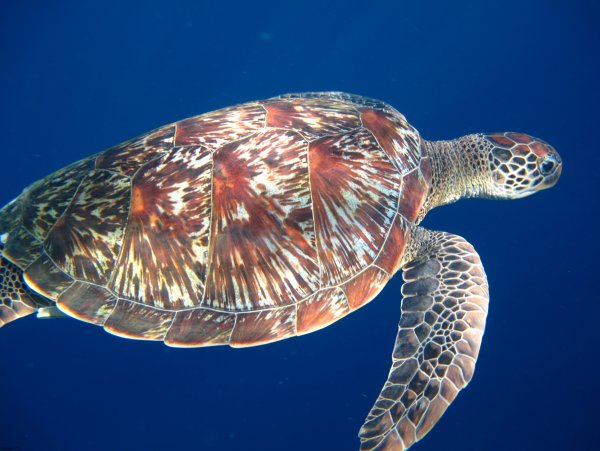 Регюнионская морская черепаха