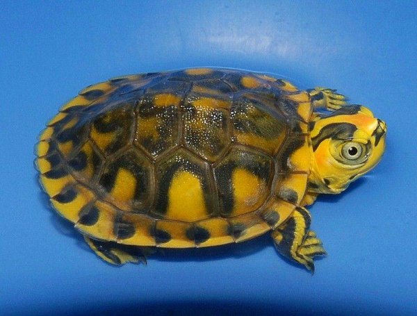 Морфы красноухих черепах
