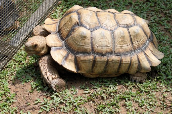 Картинки панцирь черепахи (44 фото)