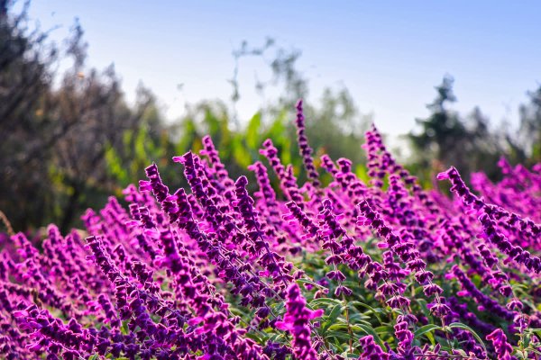 Шалфей лавандоволистный