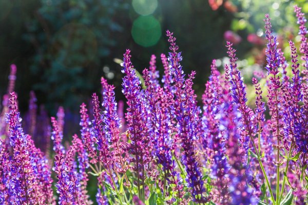 Шалфей лавандоволистный