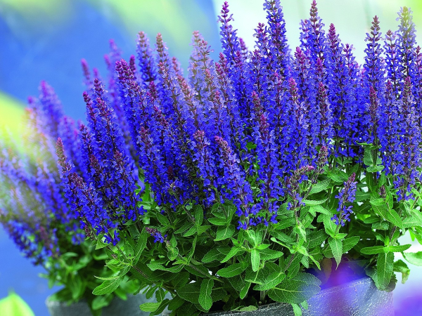 Шалфей Дубравный (Salvia nemorosa)