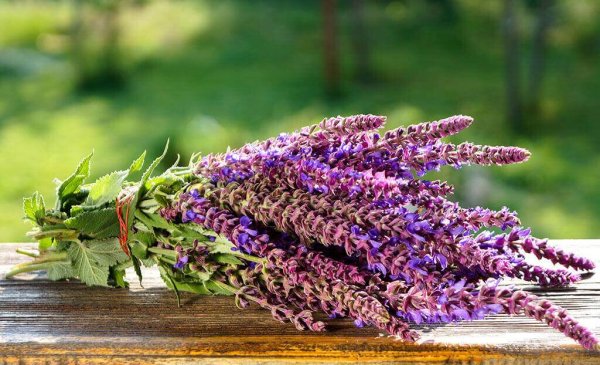 Шалфей Королькова