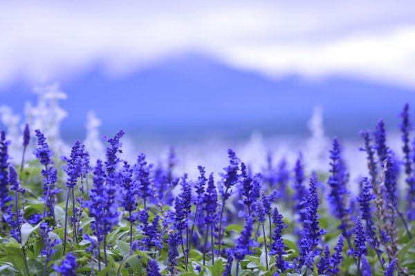 Шалфей цветок