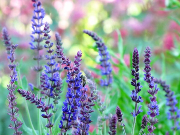 Шалфей (Salvia)