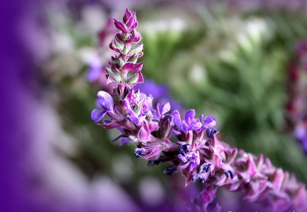 Шалфей короткоцветковый