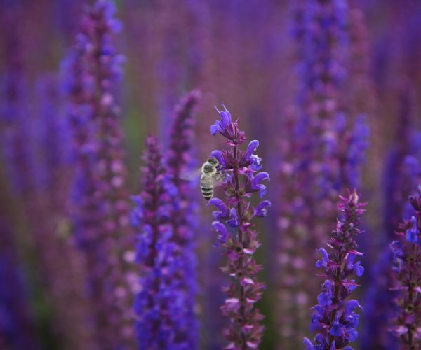 Картинки шалфей (47 фото)