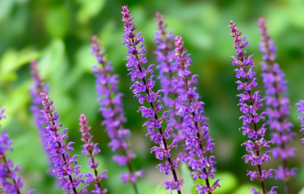 Шалфей Дубравный 'Night field'