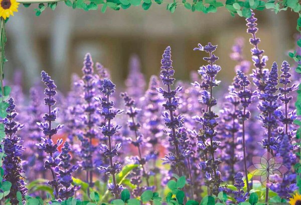 Шалфей Дубравный 'Mainacht'