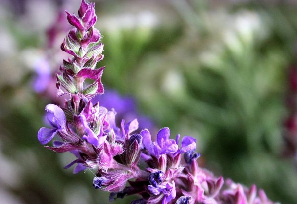 Шалфей, чабрец, Мелисса