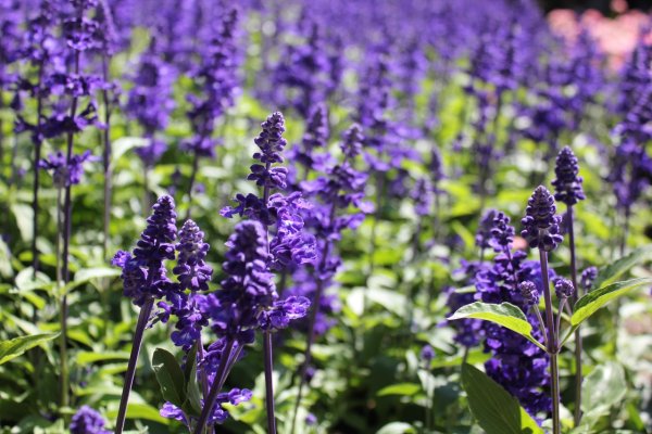 Сальвия мутовчатая