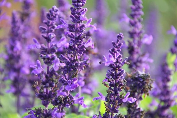 Шалфей чай фото