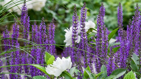 Шалфей цветок макро