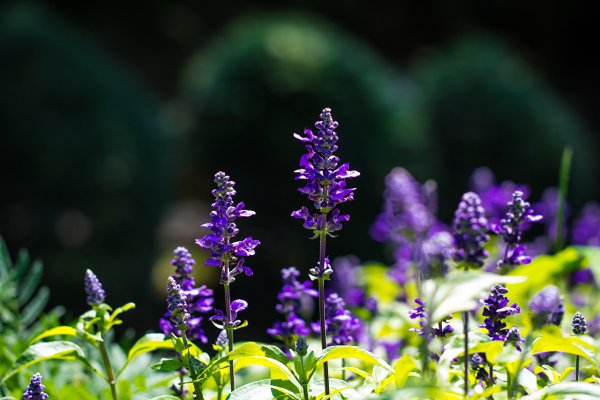 Шалфей лавандоволистный