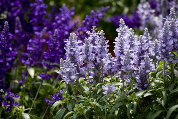 Шалфей Дубравный 'Caradonna'