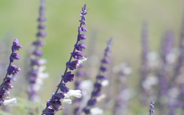 Шалфей лавандоволистный