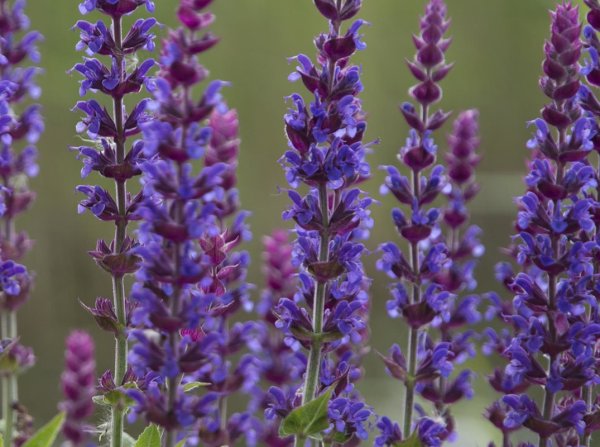 Сальвия Виктория