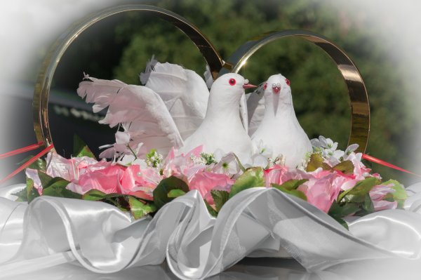 Свадебная фосотосеечи