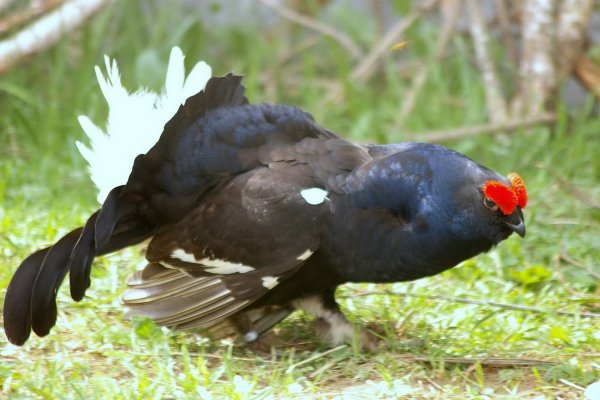 Джессика Нигри Трейсер