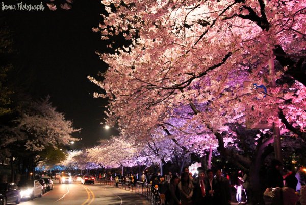 Сеул Южная Корея Сакура