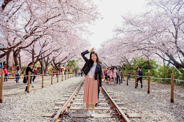 Корея черри блоссом