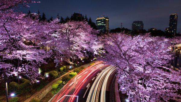 Сеул Южная Корея Сакура