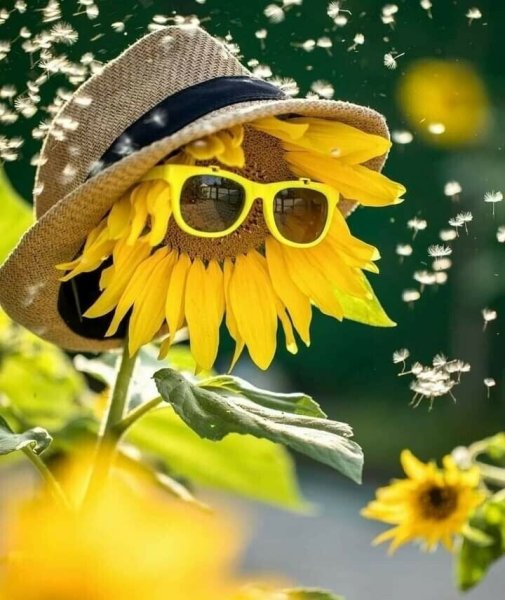 Яркого солнечного дня и хорошего настроения