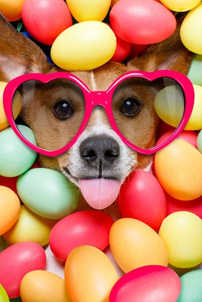 Классные собачки