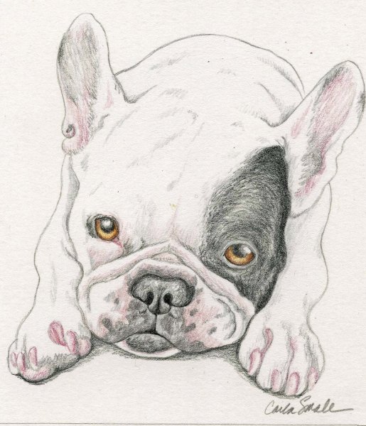 Бульдог Булька Маяковского