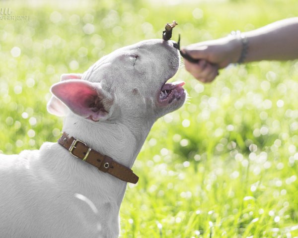Бульки собаки